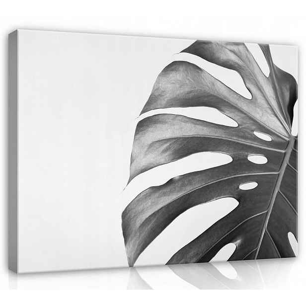 Obraz Na Plátně Plátno 80x60 Monstera Listy
