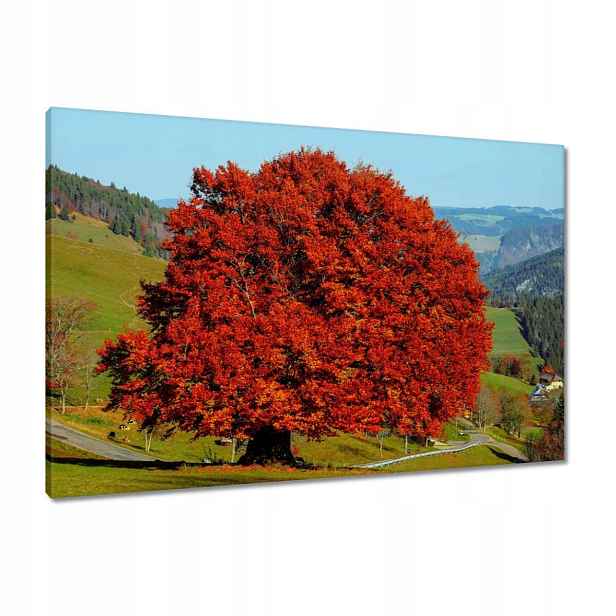 Obrazy 90x60 Červený osamělý strom