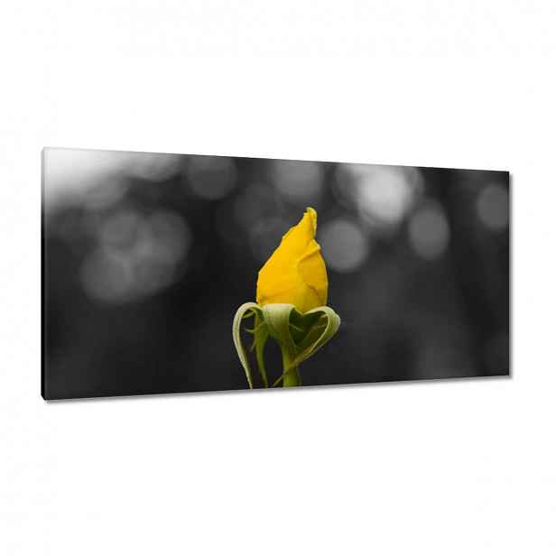 Obrazy 115x55 Žlutá růžička
