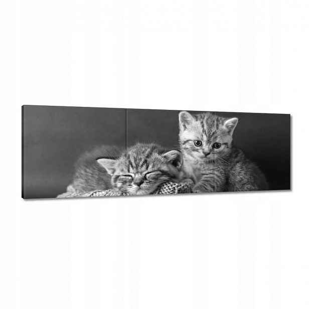 Obrazy 120x40 Kočičky Kočky Bw