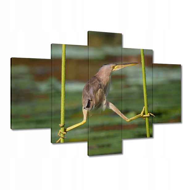 Obrazy 150x105 Čapla pták Krajina Pohled