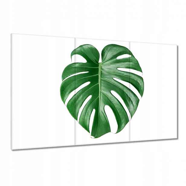 Obrazy 120x80 Monstera děravý list