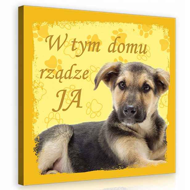 Obraz 80x80 Štěňátko pejsek roztomilý mazlíček radost útulnost tlapky žlutý