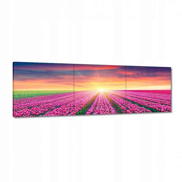 Obrazy 120x40 Moře tulipánů Tulipány
