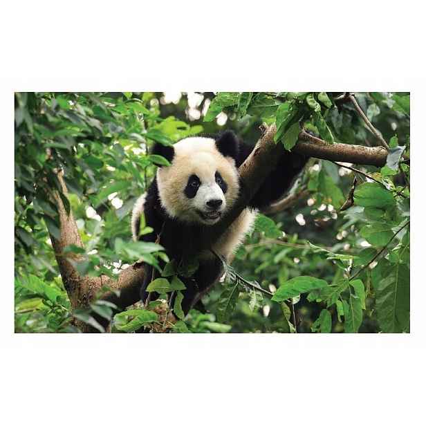 Tapeta Do Dětského Pokoje Panda Džungle Fototapeta Dětská 368x254