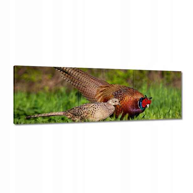 Obrazy 120x40 Rodina bažantů Ptáci