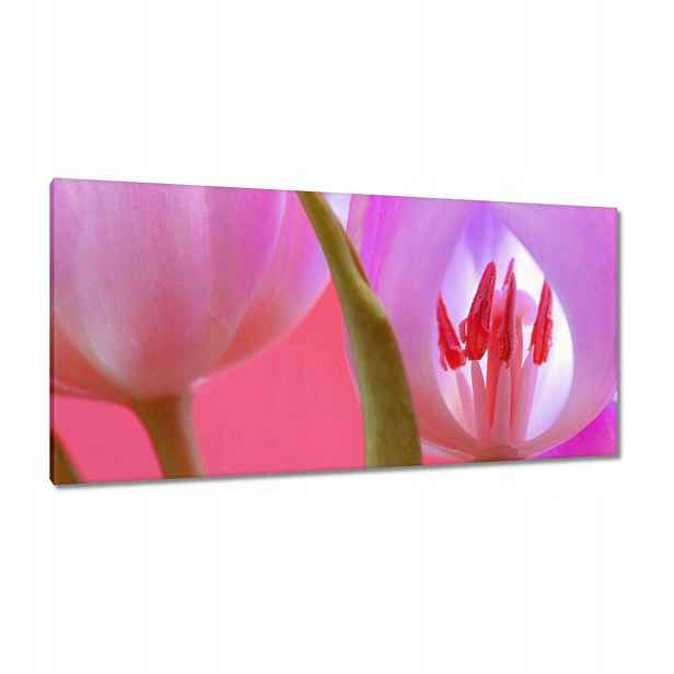 Obrazy 115x55 Růžový tulipán
