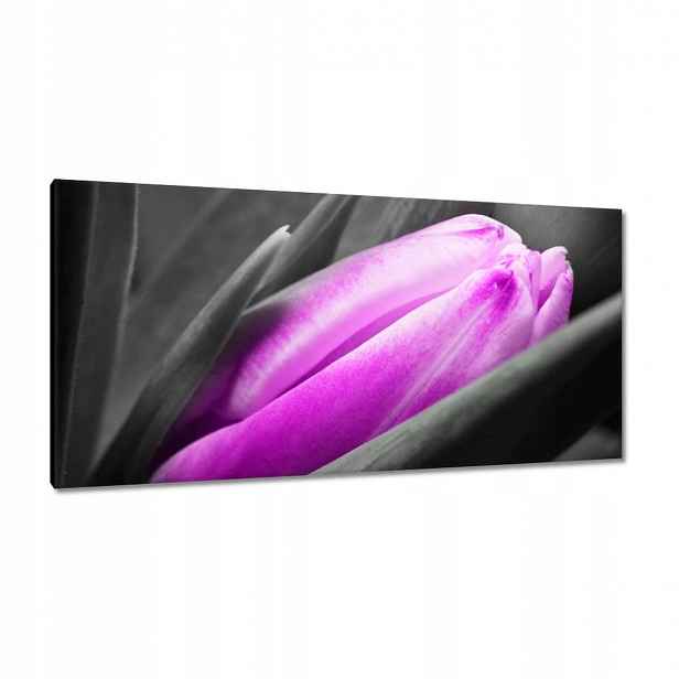 Obrazy 115x55 Fialový tulipán