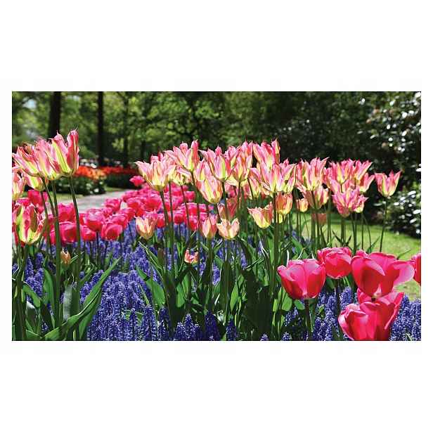 Fototapeta Růžové tulipány a safíry jarní zahrada 350x250 lepidlo