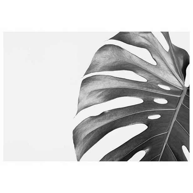 Vliesová fototapeta Monstera minimalismus šedé elegance 200x140 lepidlo