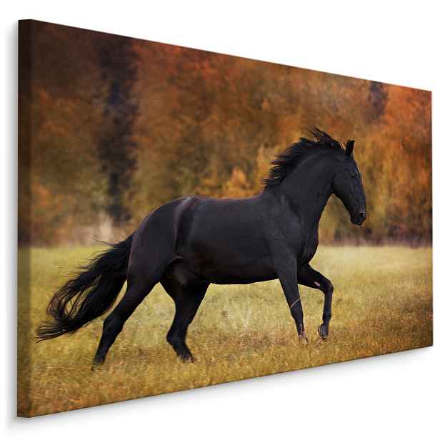 MyBestHome BOX Plátno Černý Kůň II. Varianta: 40x30