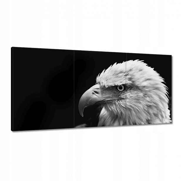 Obrazy 180x90 Modrý orl zvíře
