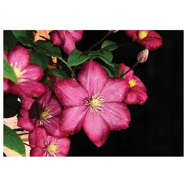 Fototapeta Klematis Růžový květ v kapkách makro rosy 300x210 lepidlo