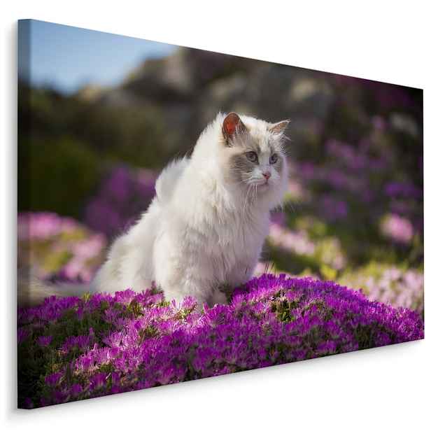 MyBestHome BOX Plátno Ragdoll Kočka Mezi Květinami Varianta: 100x70