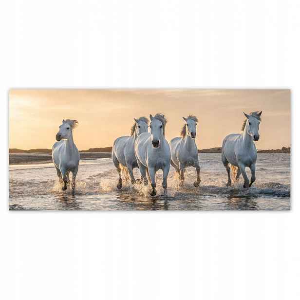 Fototapety 211x91 Divocí koně Wild Horses