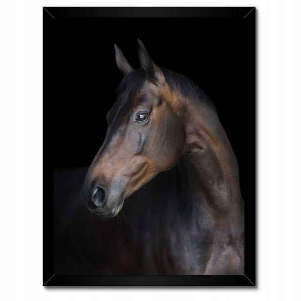 Plakáty v rámu 30x40 Kůň Koňská hlava Hlava