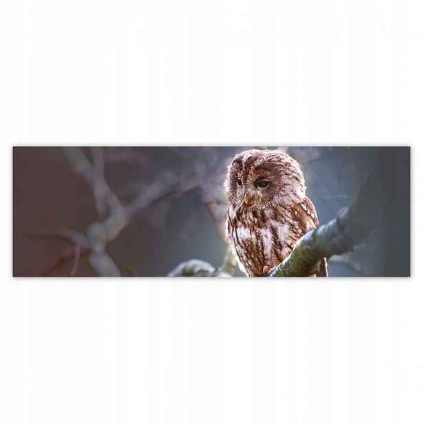 Fototapety 200x66 Sova na větvi Dravec