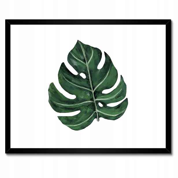 Plakáty v rámu 50x40 Monstera Zelený list