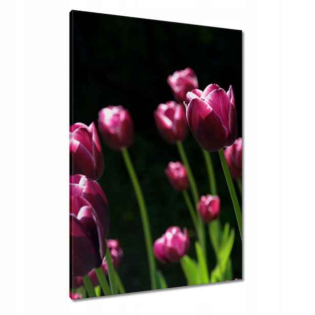 Obrazy 70x100 Fialové tulipány