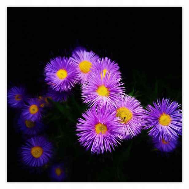 Plakáty 140x140 Fialové květy aster