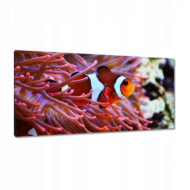 Obrazy 115x55 Oranžová rybka Rafa