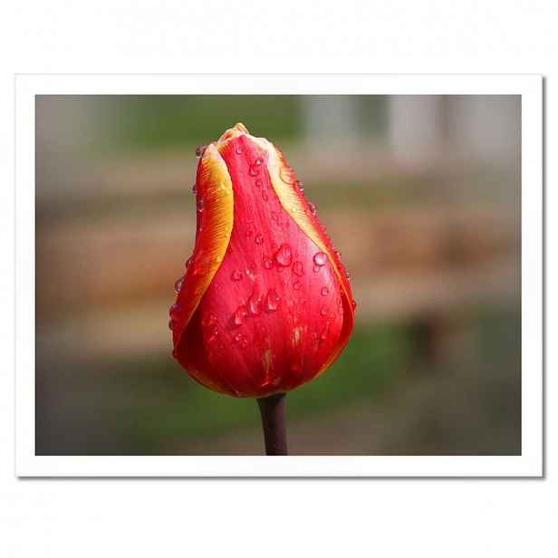 Plakáty v rámu 40x30 Červeno-žlutý tulipán
