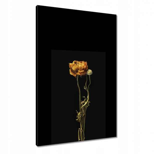 Obrazy 60x90 Sušený červený mák