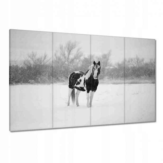 Obrazy 120x80 Kůň Černobílé plakáty