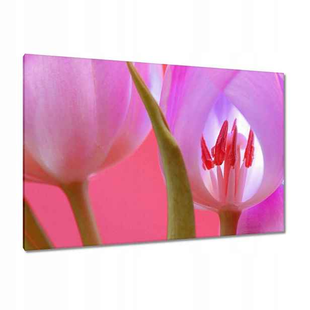 Obrazy 120x80 Růžový tulipán