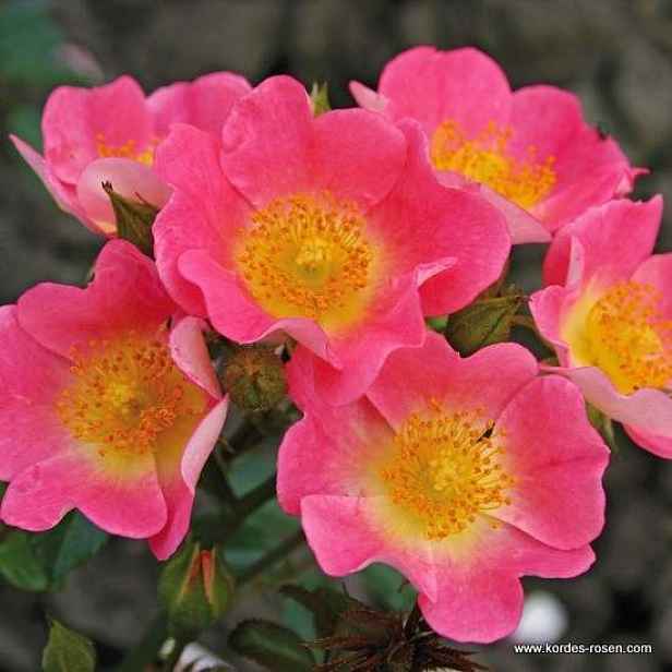 Růže Kordes 'Topolina' 5 litrů