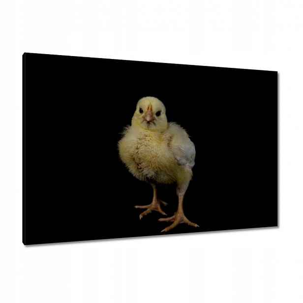Obrazy 120x80 Malý žlutý kuřátko