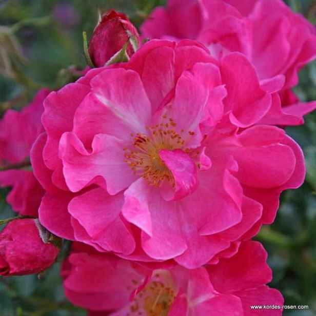 Růže Kordes 'Hotline®' 5 litrů
