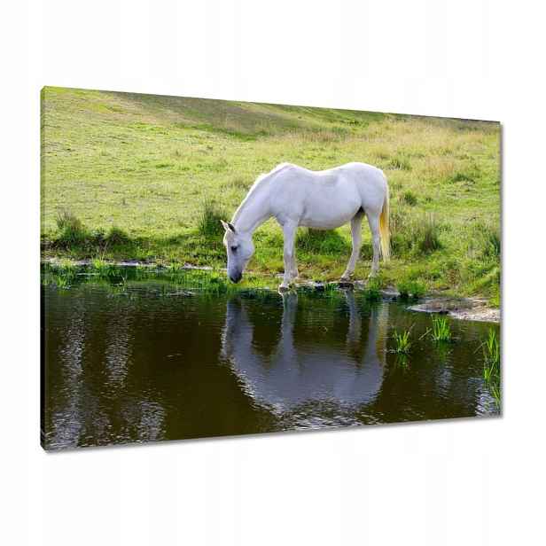 Obrazy 100x70 Bílý kůň