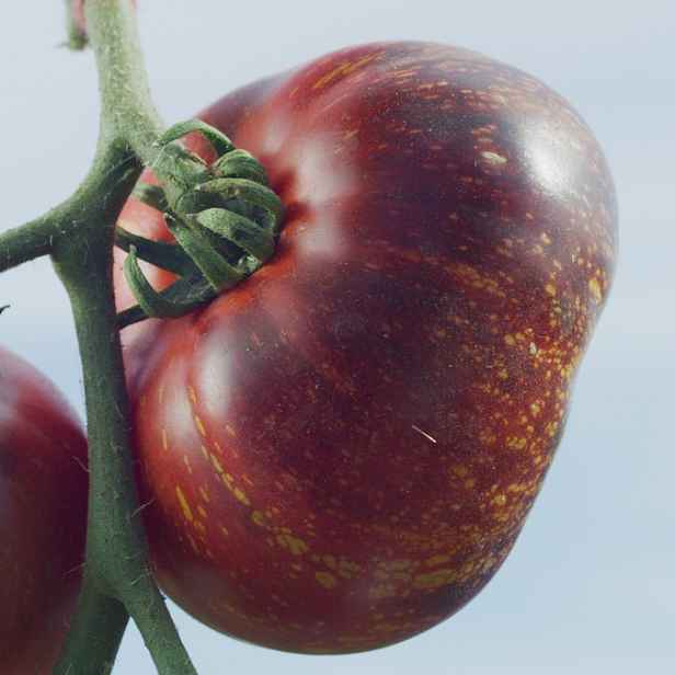 Culina Botanica Rajče Dark Galaxy