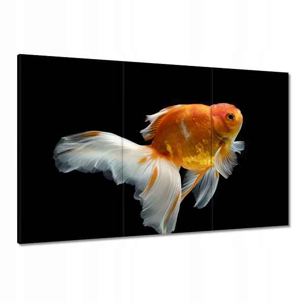 Obrazy 120x80 Krásná zlatá rybka závoj
