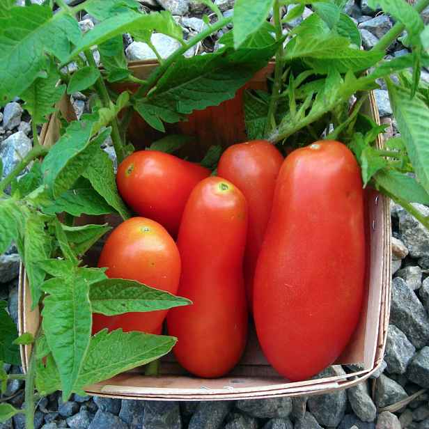 Culina Botanica Rajče San Marzano - Gigante 3