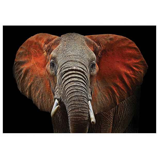 Fototapeta flizelina Hlava slona afrického realistická 368x254 lepidlo
