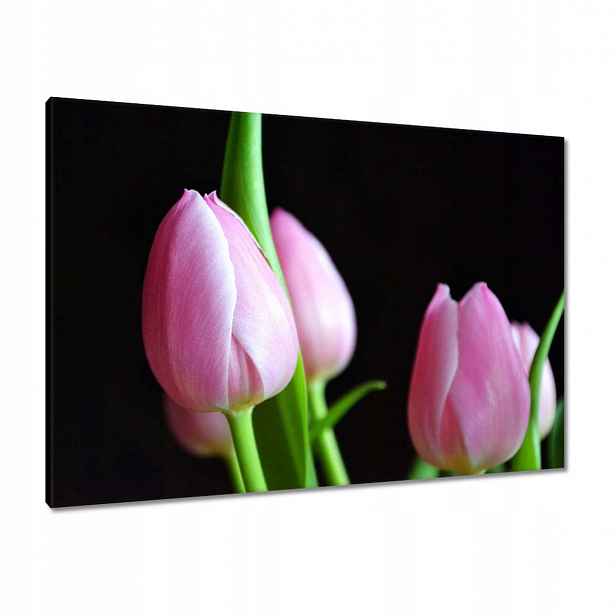 Obrazy 100x70 Fialové tulipány