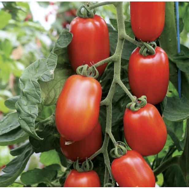 Culina Botanica Rajče Kalami