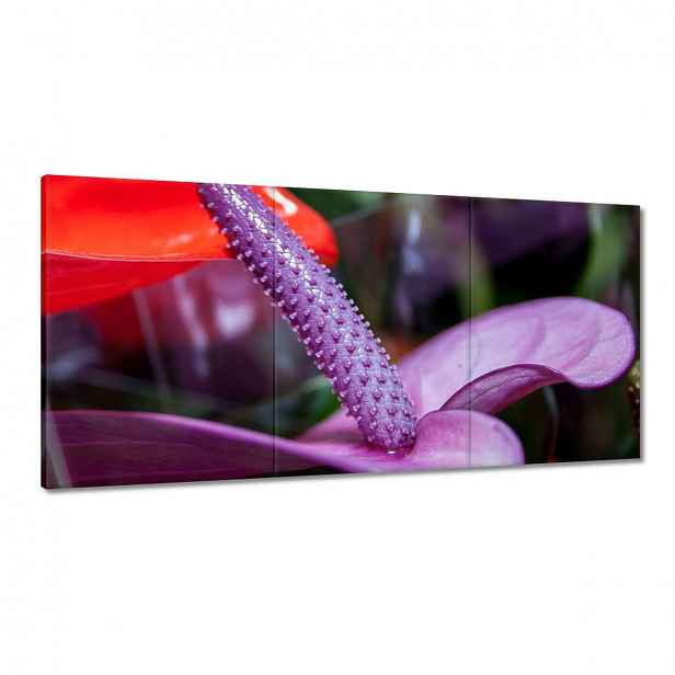 Obrazy 120x60 Fialové anturium