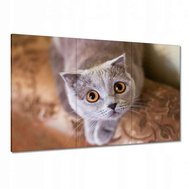 Obrazy 120x80 Kočka Kočky Kočka