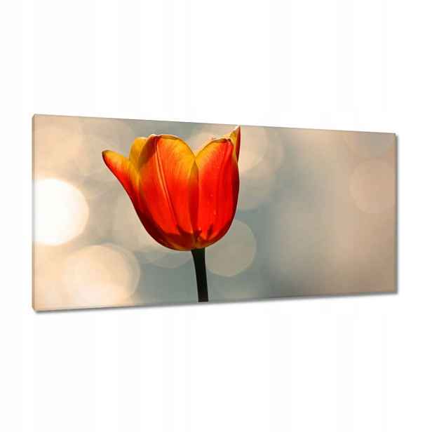 Obrazy 115x55 Oranžový tulipán