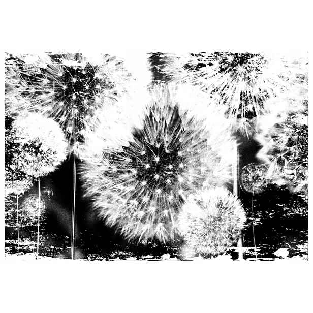 Vinylová fototapeta na černém pozadí 208 x 146 cm, lehká a jemná lepidlo