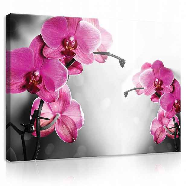 Obraz Na Plátně Canvas 80x60 Orchidej Orchidej