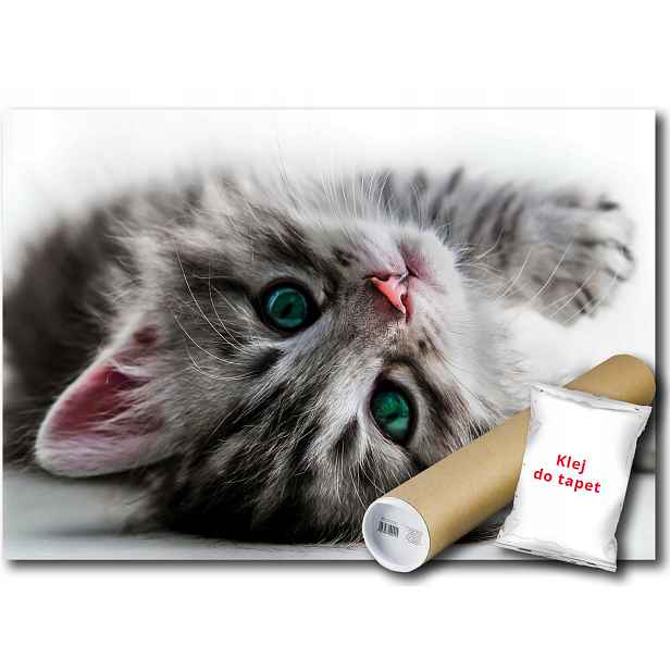 Vinylová fototapeta Kočka Kotě Kotě 152x104