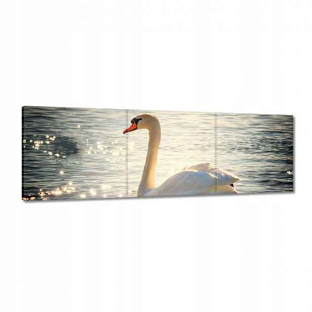 Obrazy 120x40 Labuť na jezeře