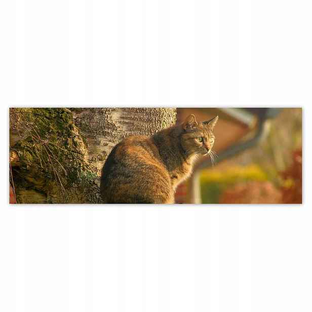 Plakáty 200x66 Kočka Kotě Kočky Kočka