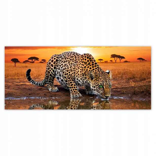 Fototapety 211x91 Na Zeď Gepard Tygr Jaguar