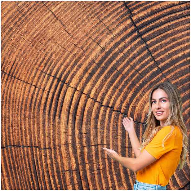 Fototapeta 3D Pozadí Textura Dřevo Průřez Sloje 490x260 TLA14W
