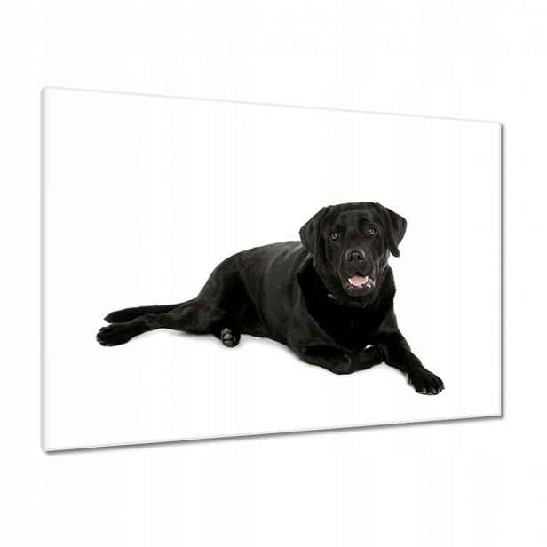 Obrazy 100x70 Černý labrador Pejsek